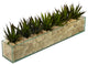 Agave in Rectangle Glass With Cream Moss