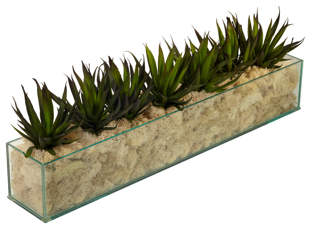 Agave in Rectangle Glass With Cream Moss