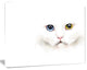 Portrait of Cute White Kitten, Large Animal Canvas Artwork, 40"x30"