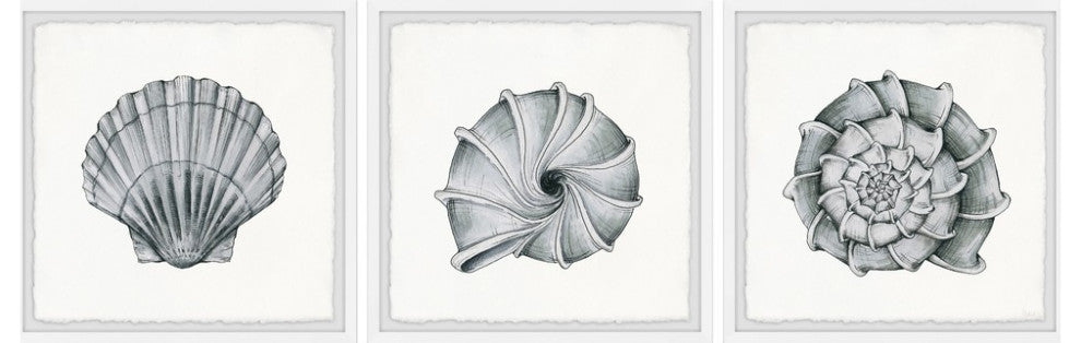 Pretty Shells Triptych, 54"x18"