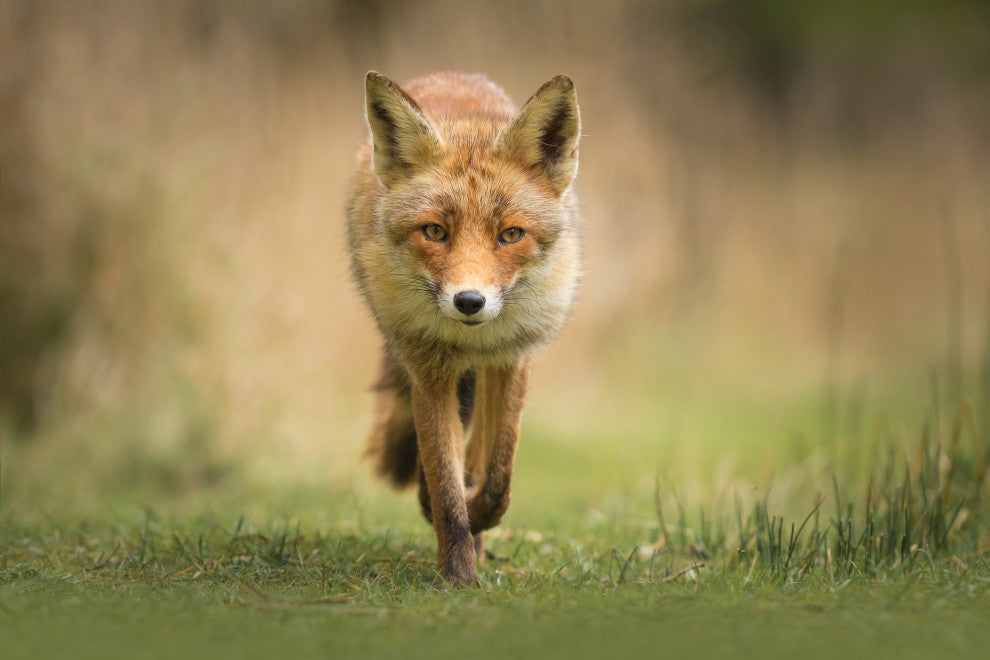 Young Female Red Fox In Forest Animal Wildlife Photograph Canvas Wall Art Print, 12" X 16"