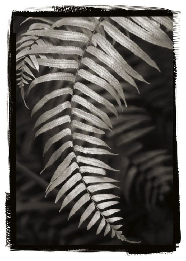 "Fern II" Digital Paper Print by Debra Van Swearingen, 28"x38"
