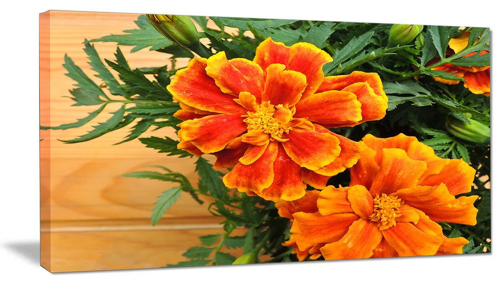 Marigold Flower on Wooden Background, Floral Canvas Art Print, 32"x16"
