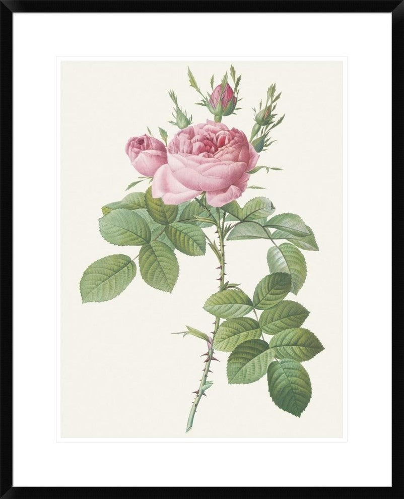 "Rosa Bifera Officinalis" Framed Digital Print by Pierre Redoute, 26"x32"