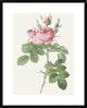 "Rosa Bifera Officinalis" Framed Digital Print by Pierre Redoute, 26"x32"
