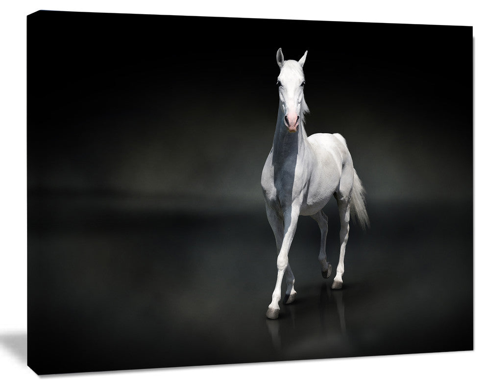 Isolated Black Horse on Black, Animal Canvas Art Print, 40"x30"