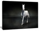 Isolated Black Horse on Black, Animal Canvas Art Print, 40"x30"