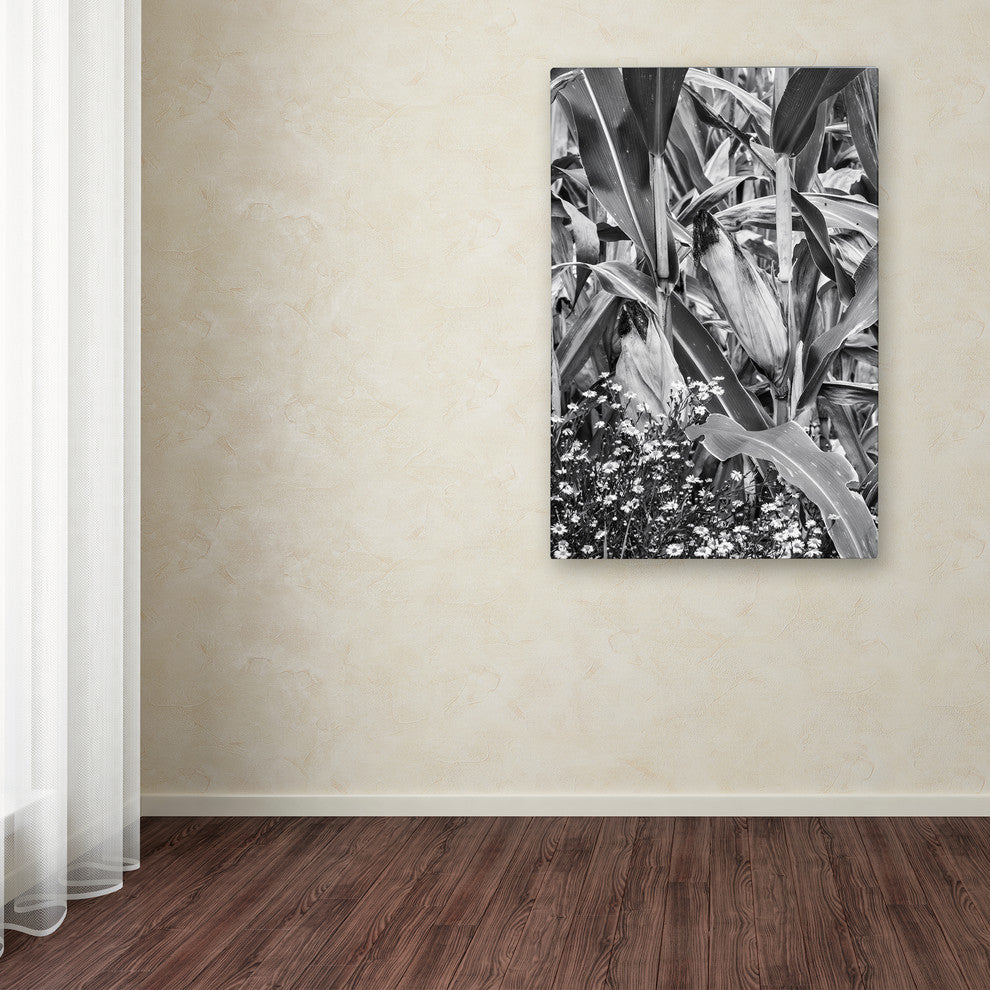 Jason Shaffer 'Corn Field 2' Canvas Art, 30x47