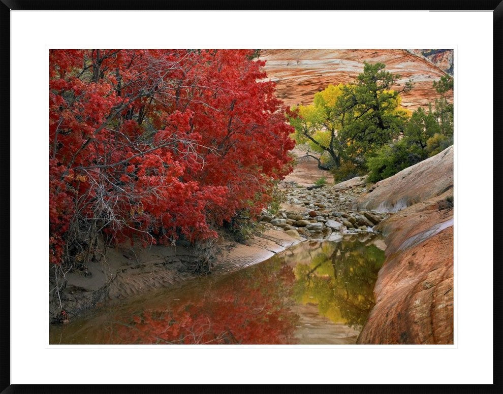 Maple And Cottonwood Trees In Autumn, Zion National Park, Utah, 38"x30"