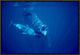 "Sperm Whale social group underwater, Dominica"  by Flip Nicklin, 19x13"