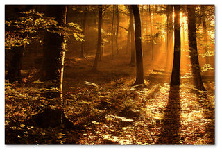 'Morning Light' Canvas Art by Philippe Sainte-Laudy