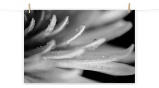 Droplets on Petals Black & White Floral Photo Unframed Wall Art Print, 12" X 16"