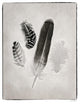 "Feather Group I - BW" Digital Paper Print by Debra Van Swearingen, 30"x37"