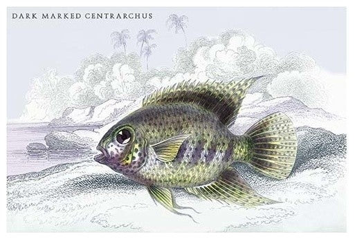 Dark Marked Centrarchus - Fine Art Giclee Print 24" x 36"