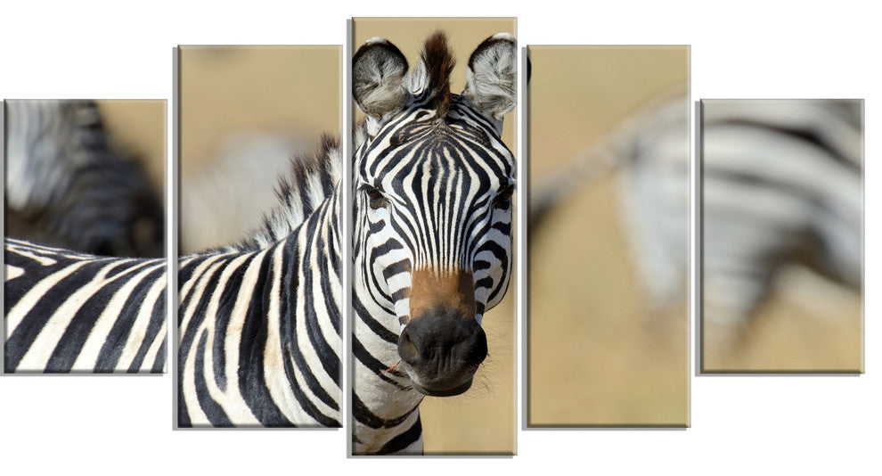 African Zebra Close Up View, African Canvas Art Print, 60"x32", 5 Panels