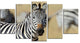 African Zebra Close Up View, African Canvas Art Print, 60"x32", 5 Panels