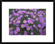 "Smooth Aster plant in full summer bloom, Colorado"  by Tim Fitzharris, 24x20"
