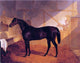Sr. John Frederick Herring Mr. Johnstone-s -Charles XII- in a Stable Canvas Wrap