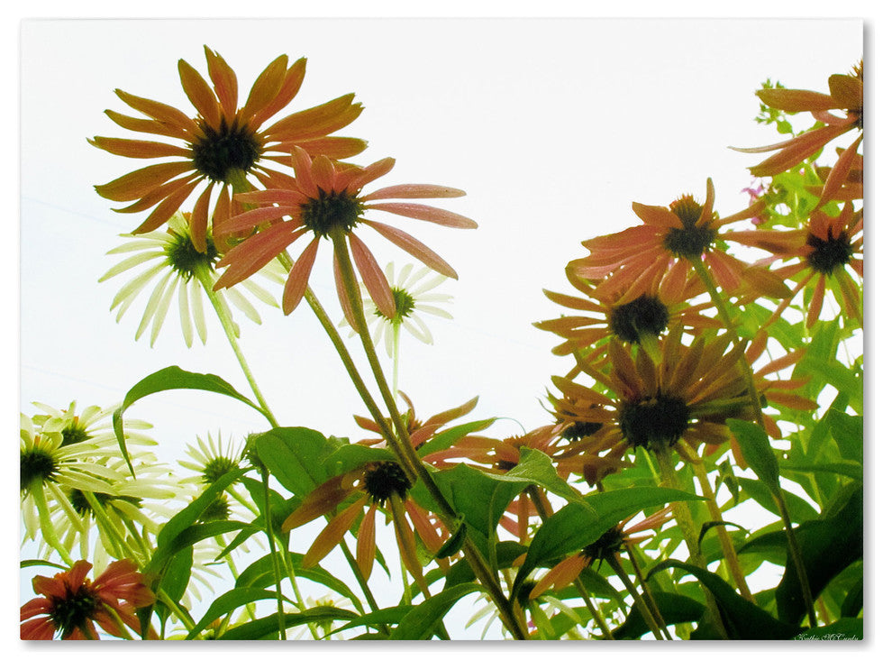 'Orange Coneflowers' Canvas Art by Kathie McCurdy
