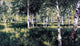 Isaac Ilich Levitan Birch Grove Wall Decal