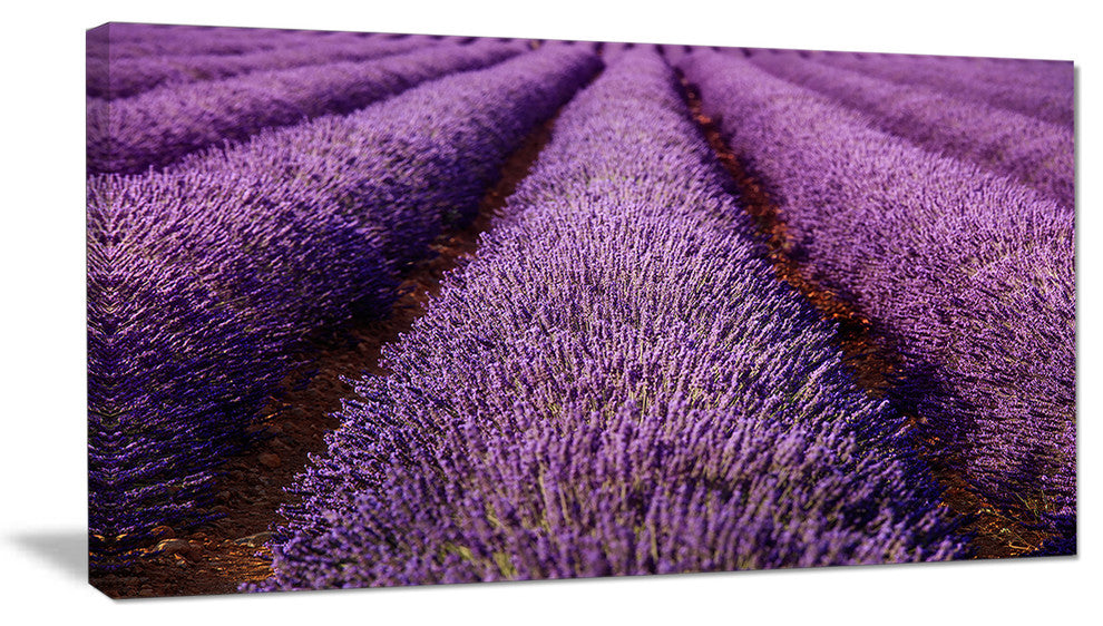 "Endless Rows of Lavender Field" Landscape Wall Art Print, 1 Panel, 60"x28"