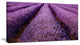 "Endless Rows of Lavender Field" Landscape Wall Art Print, 1 Panel, 60"x28"