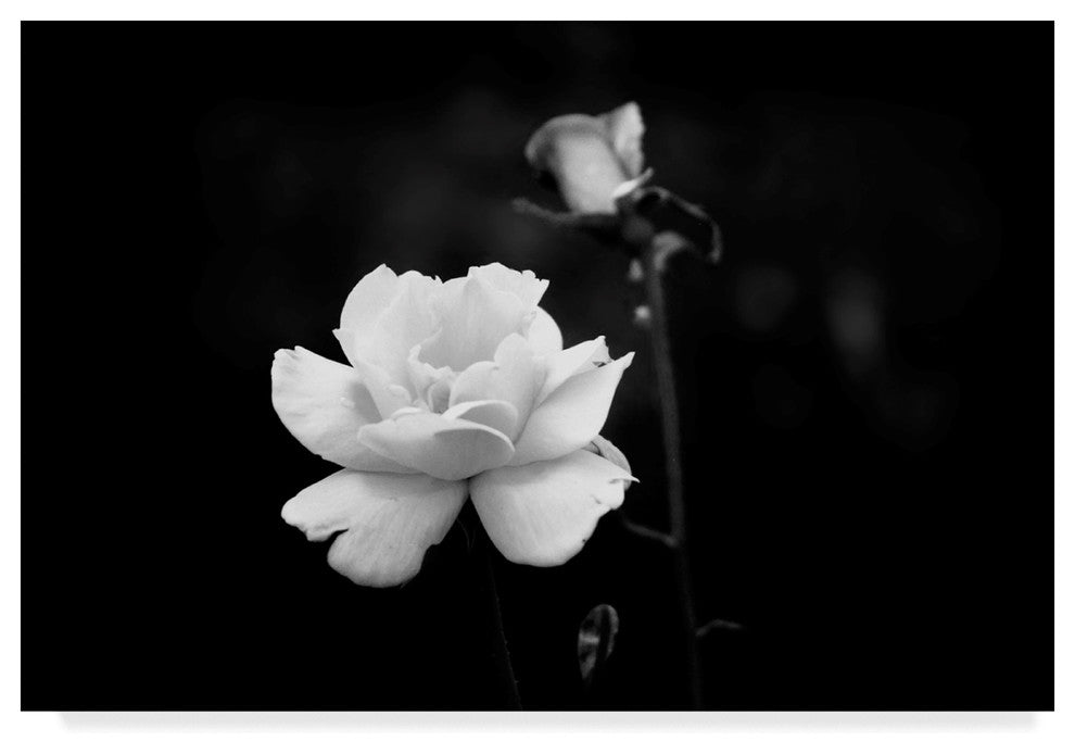 "White Rose" by Ata Alishahi, Canvas Art, 16"x24"