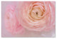 Cora Niele ''Soft Pink Flower Bouquet'' Canvas Art