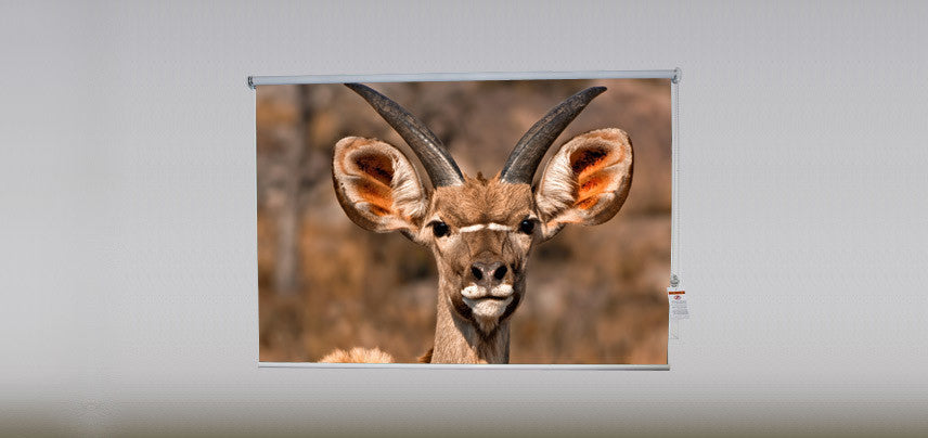 "Buck" Artwork, 4' Shade, Partial Sheer, Right