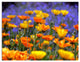 Yellow Orange Flower Garden, Floral Triptych Canvas Art Print, 36x28, 3 Panels