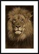 "African Lion male portrait, native to Africa - Sepia"  by San Diego Zoo, 28x38"