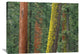 "Giant Sequoia Trees In Grant Grove, Sequoia National Park, California" Artwork