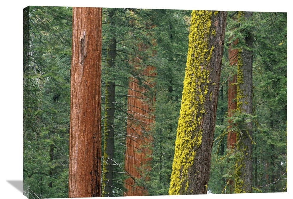 "Giant Sequoia Trees In Grant Grove, Sequoia National Park, California" Artwork