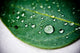 "Drops of Danielle, One" Canvas, 20"x30"