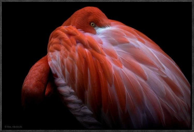 "Shy" Framed Canvas Giclee by Ilias Nikoloulis, 23x16"