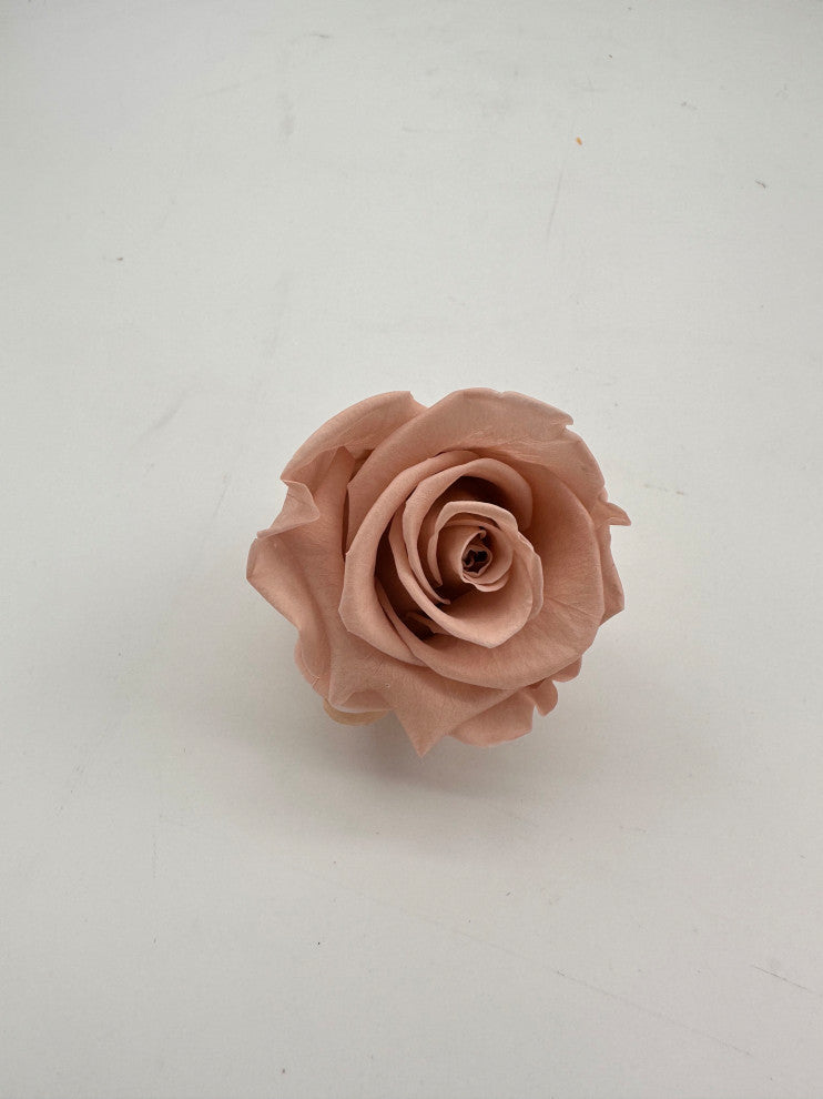 Regular Preserved Roses, Set of 8, Antique Pink