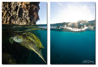Ready2HangArt Christopher Doherty 'Sea Turtle' Canvas Wall Art (2 Piece)
