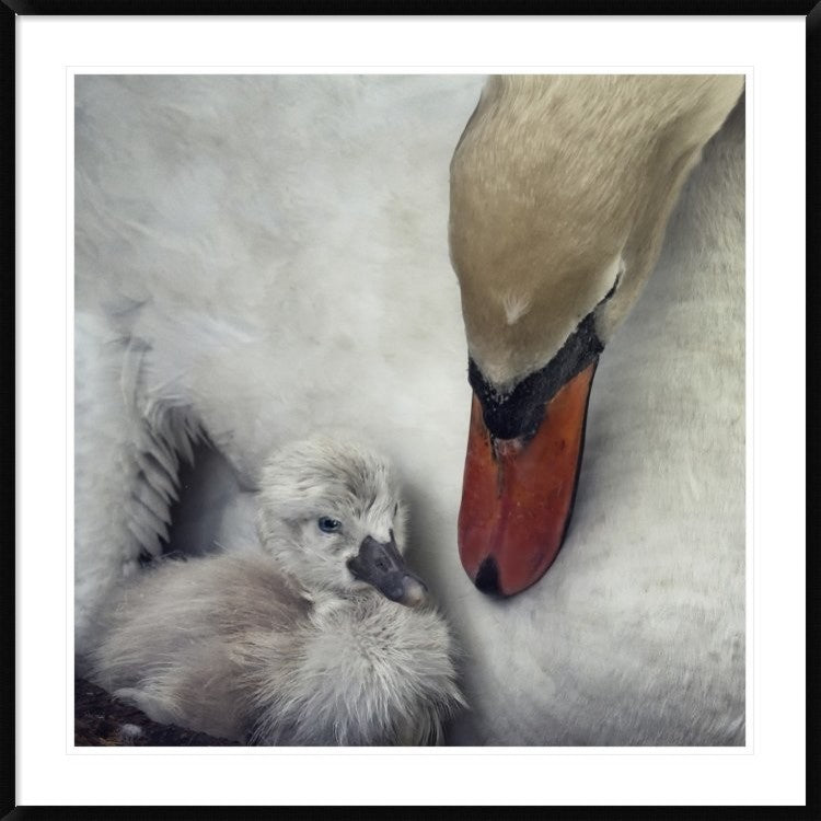 "Close To You" Framed Digital Print by Piet Flour, 44x44"
