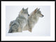 Timber Wolf Portrait Of Pair Sitting In Snow, North America, 36"x26"