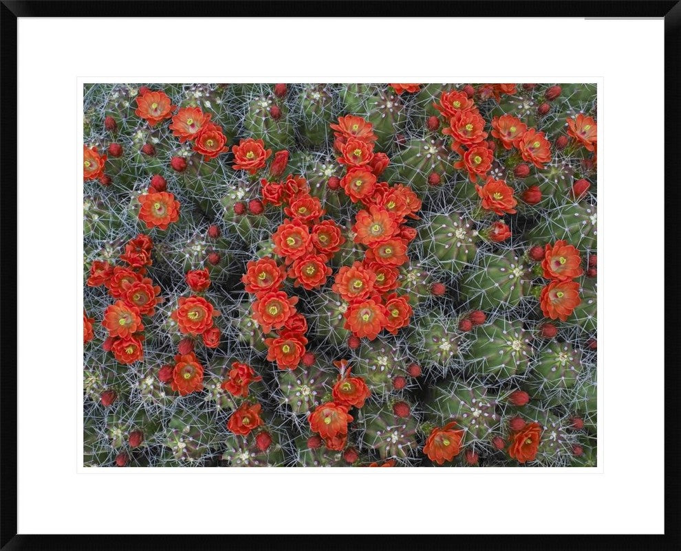 Claret Cup Cactus Detail Of Flowers In Bloom, North America, 30"x24"