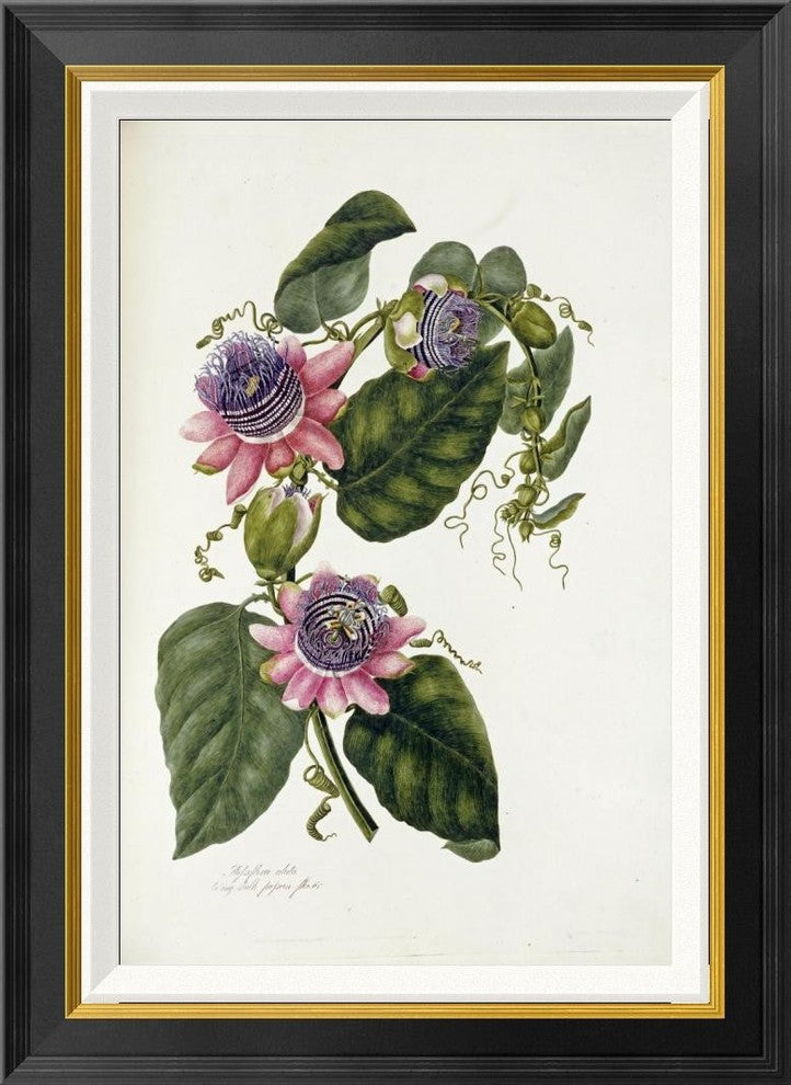 "Passion Flowers" Framed Canvas Giclee by Mary Lawrence, 21x28"