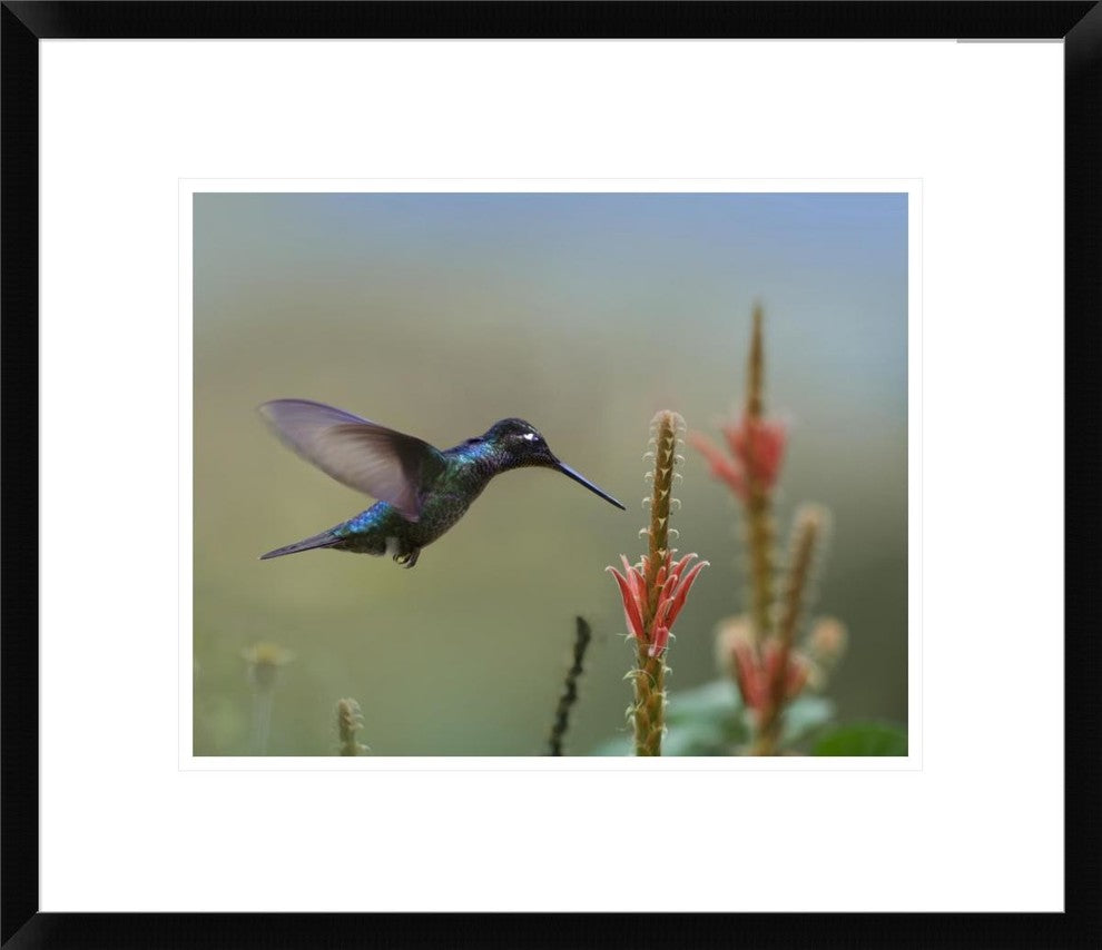 "Magnificent Hummingbird male foraging, Costa Rica"  by Tim Fitzharris, 22x19"