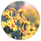 Pale Yellow Marigold Flowers, Floral Disc Metal Wall Art, 36"