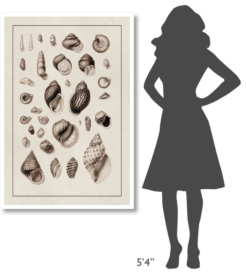 "Shells: Sessile Cirripedes #2 (Sepia)" Paper Print by G.B. Sowerby, 34"x50"