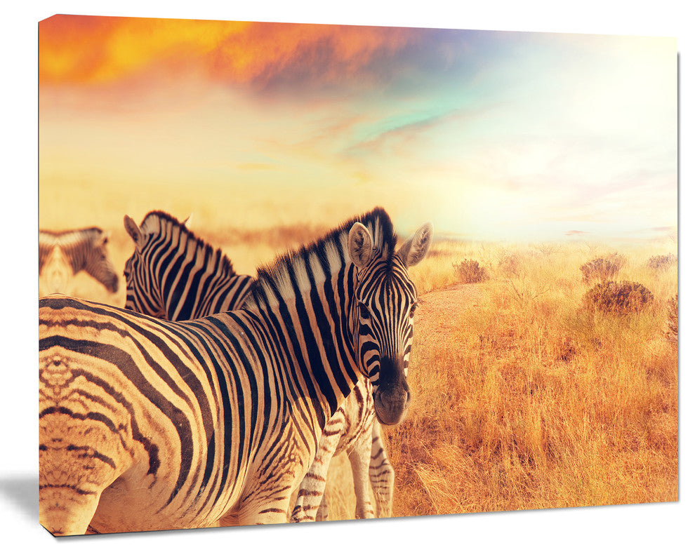Zebras Herd in Field At Sunset, Extra Large African Canvas Art Print, 40"x30"