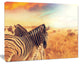 Zebras Herd in Field At Sunset, Extra Large African Canvas Art Print, 40"x30"
