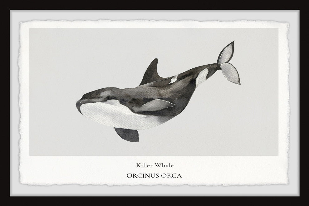 "Orcinus Orca" Framed Painting Print, 30x20