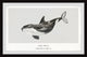 "Orcinus Orca" Framed Painting Print, 30x20