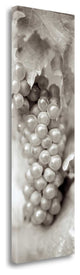 "Grapes Pano - 5" By Alan Blaustein, Giclee Print on Gallery Wrap Canvas