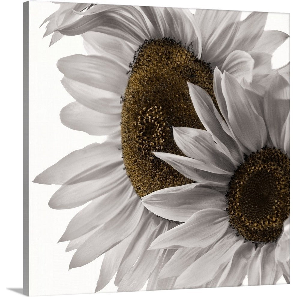 "White Softness" Wrapped Canvas Art Print, 16"x16"x1.5"
